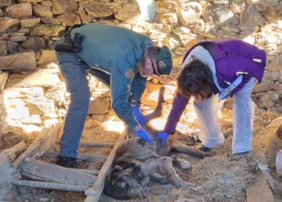 La Guardia Civil investiga a los presuntos autores de un delito de maltrato animal